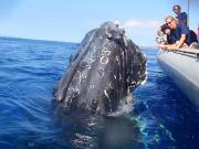  maui whale watch